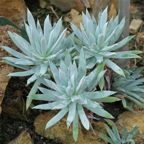 dudleya plants