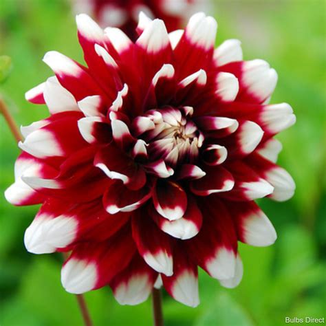 duet dahlia