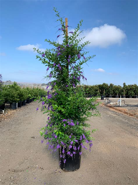 duranta sweet memory