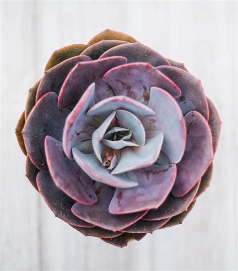 dusty rose succulent