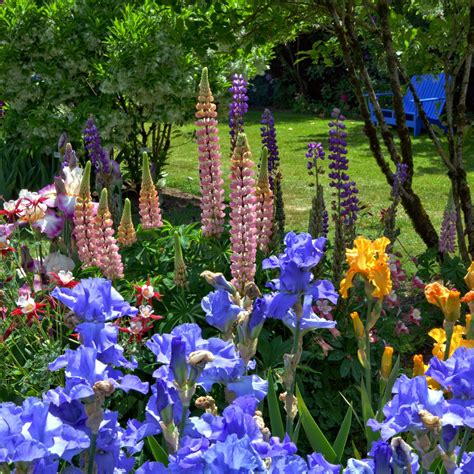 dutch iris companion plants