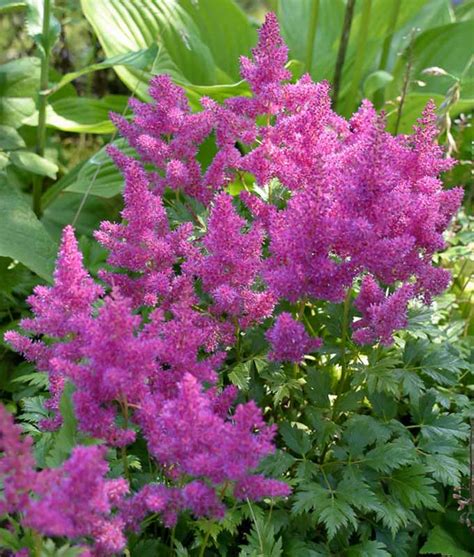 dwarf astilbe