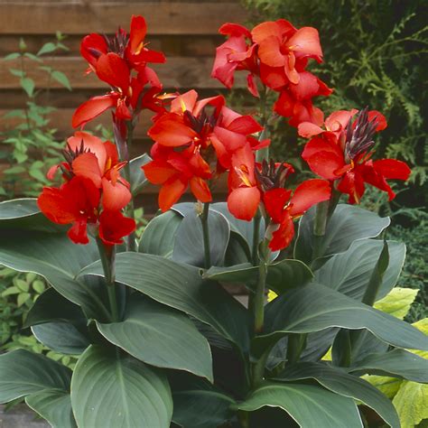 dwarf canna