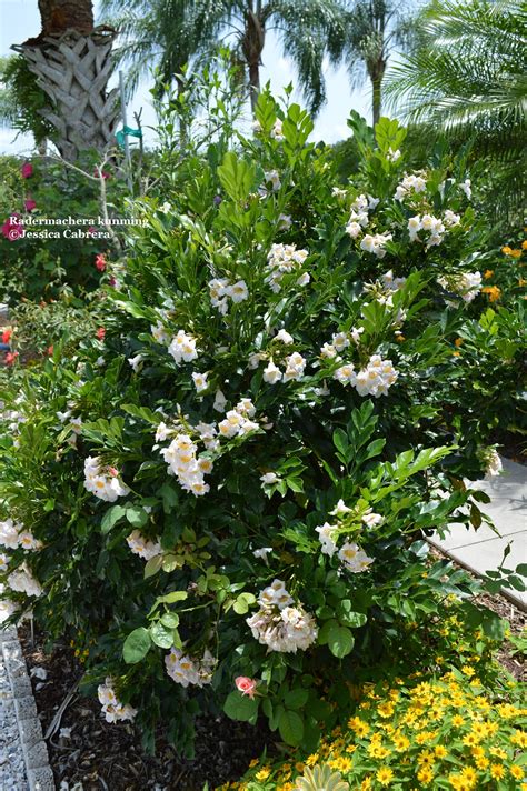 dwarf jasmine tree
