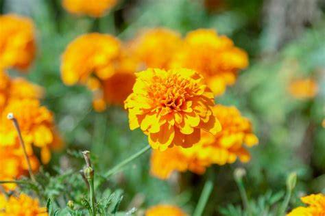 dwarf marigolds