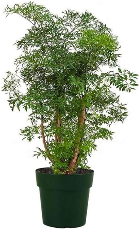 dwarf ming aralia tree