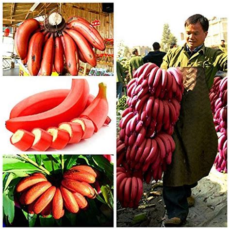 dwarf red banana tree