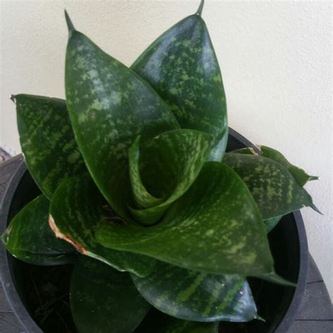 dwarf sansevieria