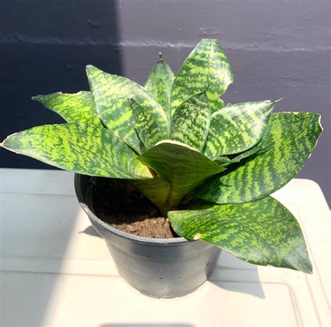 dwarf snake plant