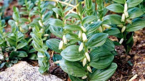 dwarf solomon seal