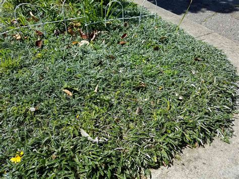 dymondia as grass substitute