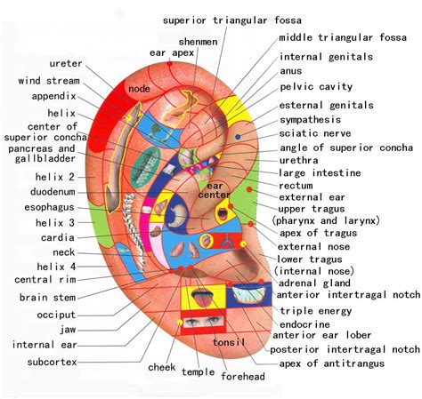 Ear Reflex Chart