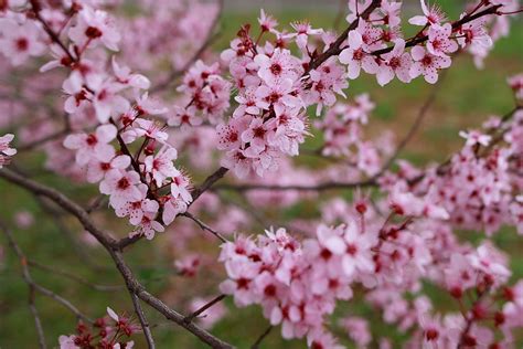 early bloomers
