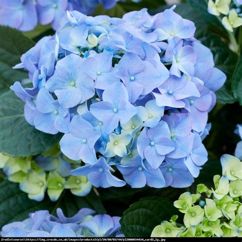 early blue hydrangea