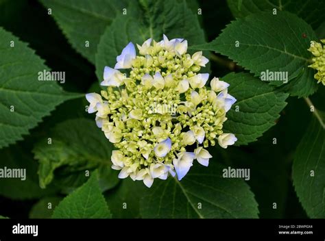 early hydrangea bloom