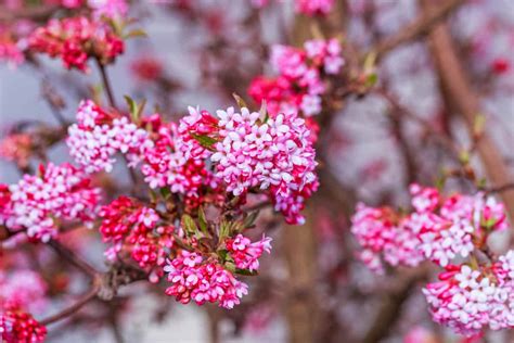 early spring flowering shrubs