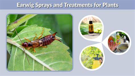 earwig spray for plants
