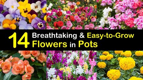 easiest flowers to grow in pots