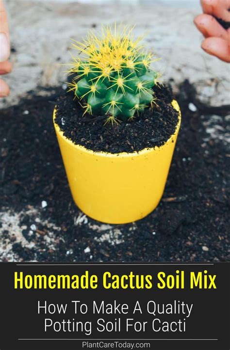 easter cactus soil