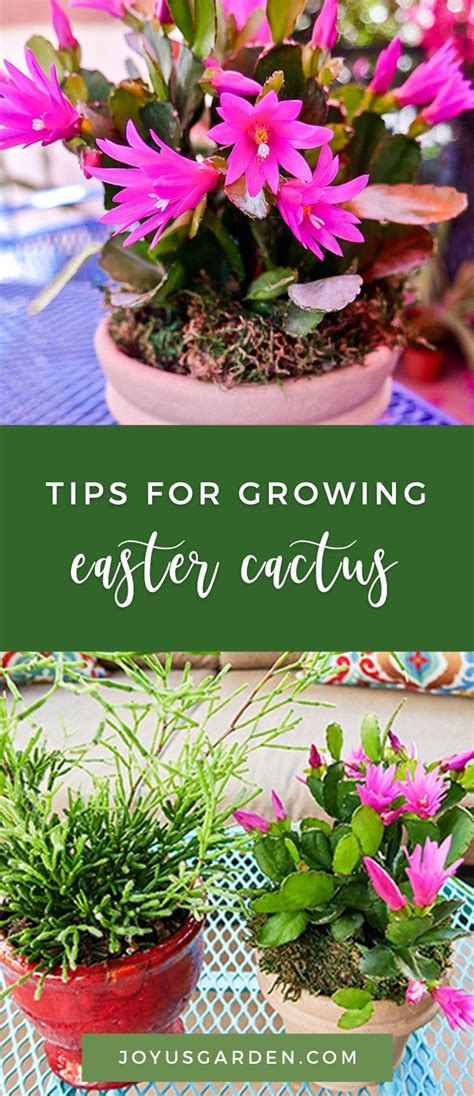 easter cactus soil