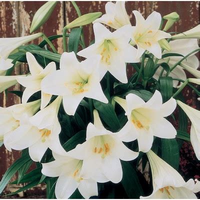easter lily a perennial