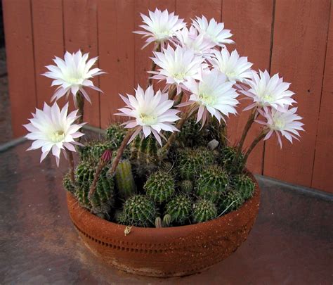 easter lily cactus