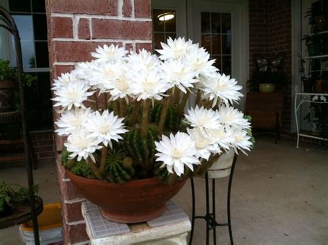 easter lily cactus care