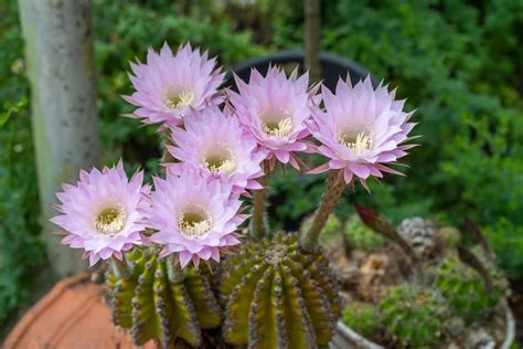 easter lily cactus care