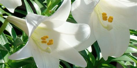 easter lily care