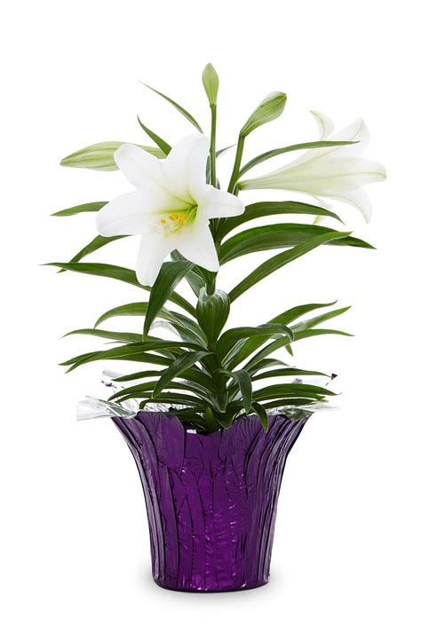 easter lily in pot