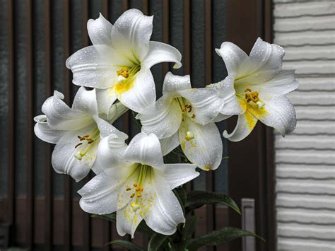 easter lily types
