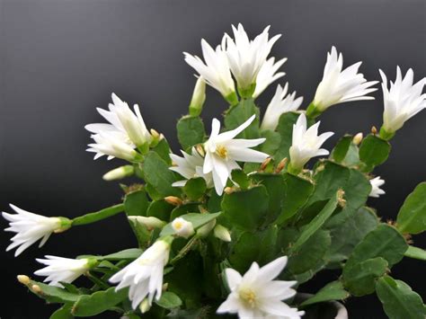 easter plant