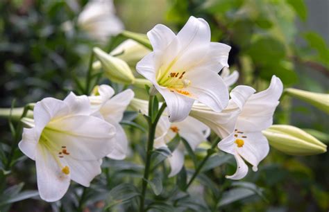 easterlilies