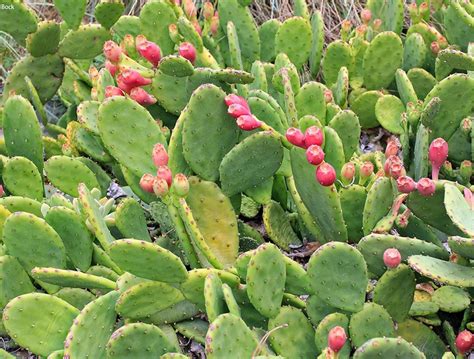 eastern prickly pear