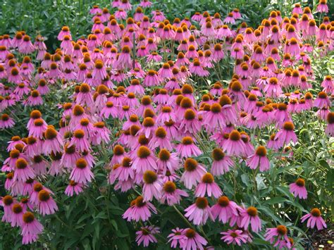 eastern purple coneflower
