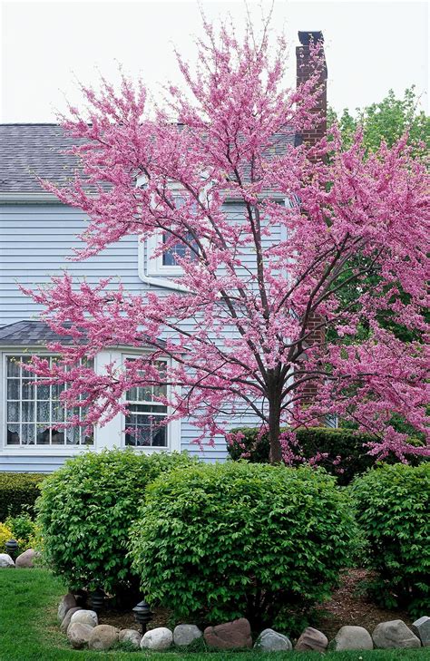 eastern redbud companion plants