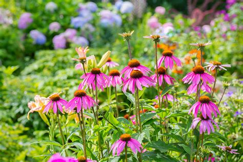 easy perennials