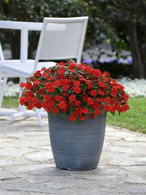 easy plants to grow in pots