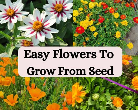 easy to grow flowers