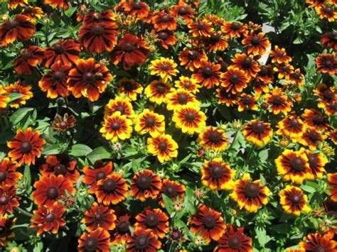 easy to grow perennials