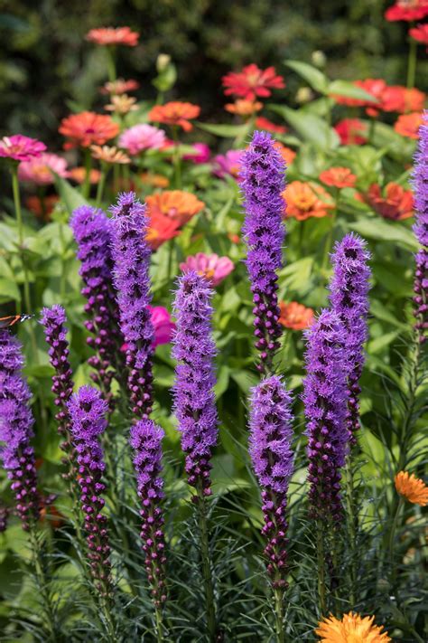 easy to grow perennials in full sun