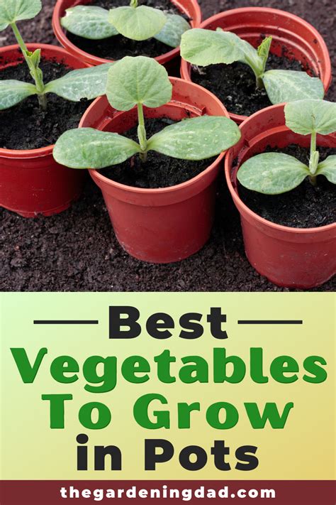 easy vegetables to grow in pots for beginners