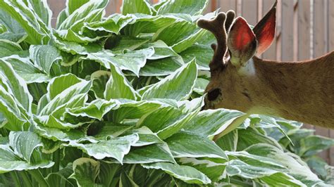 eating hostas