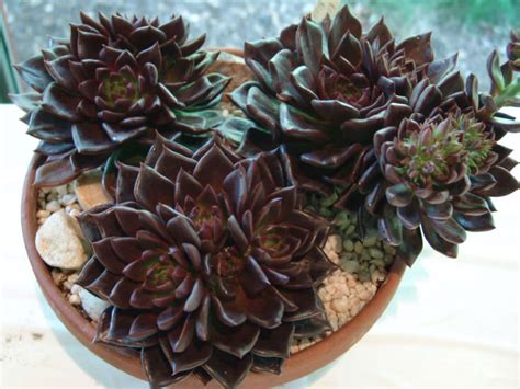 echeveria black