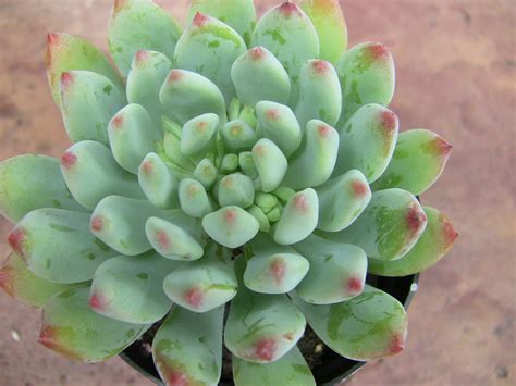 echeveria blue elf