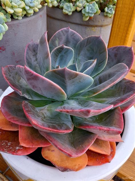 echeveria blue metal