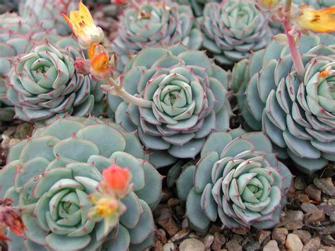 echeveria cactus
