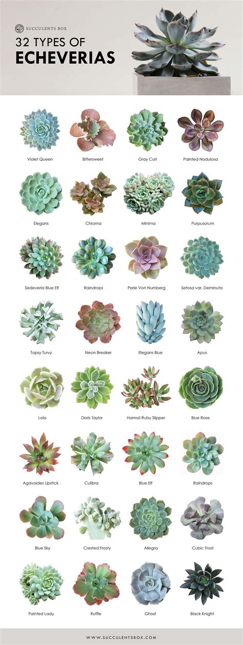 echeveria different types