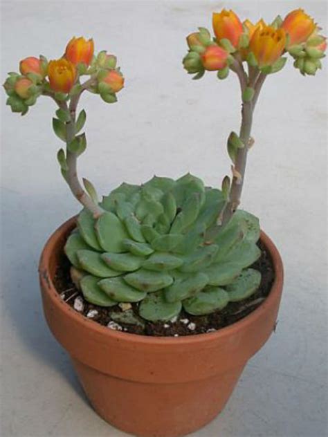 echeveria dondo