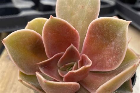 echeveria fireglow